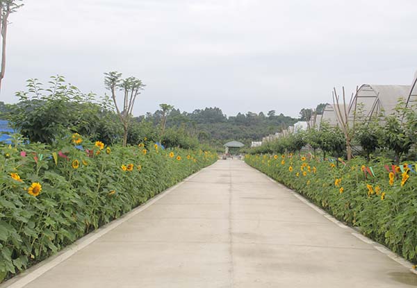 四川藍(lán)莓種苗基地