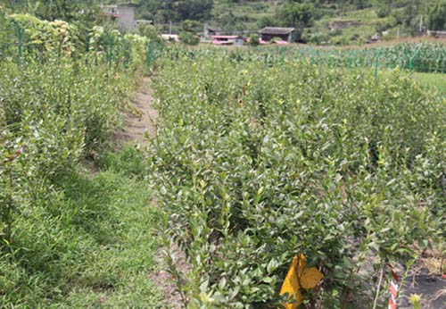 甘孜藍莓種苗培育基地