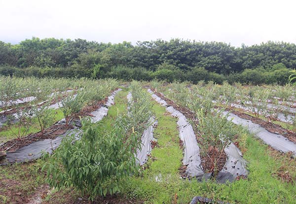 涼山藍(lán)莓種苗基地