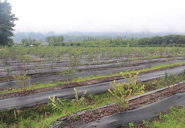 涼山哪里有藍(lán)莓種苗基地